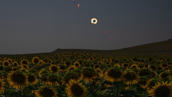 Total Solar Eclipse in Sunflower Field