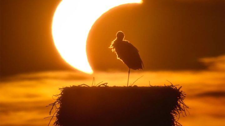 APOD: 2026 September 3 – The Eclipse and the Stork