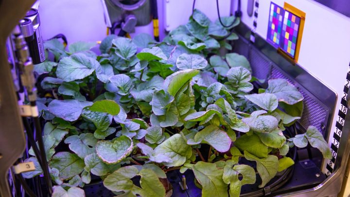 New Crops, Health Research Proposals to Help NASA Advance Exploration